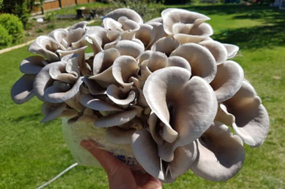 Colonized Mushroom Culture On Agar Plate | Tan Oyster | Pleurotus ostreatus 2 Tan oyster Fruiting