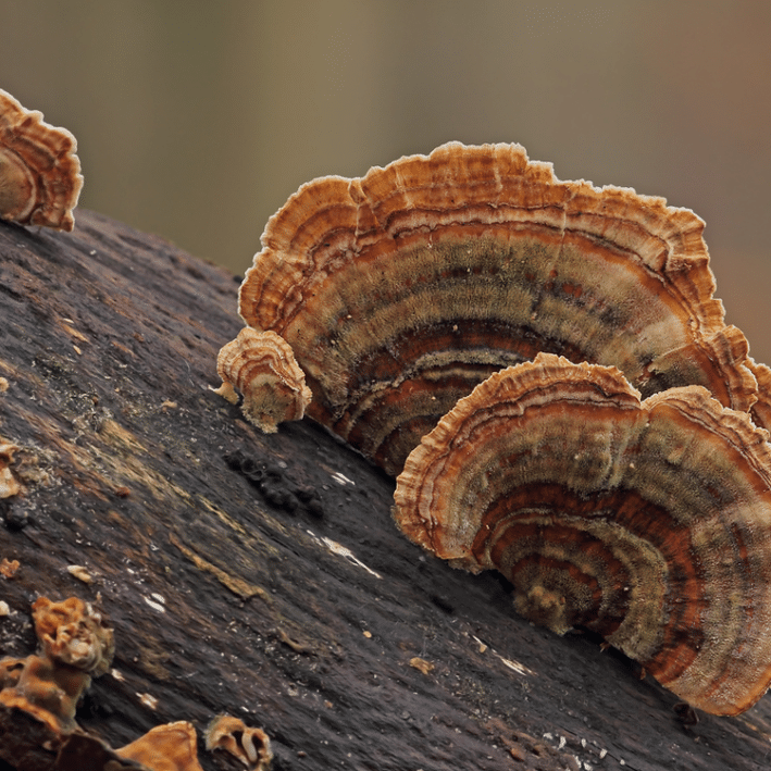 Colonized Mushroom Culture On Agar Plate | Turkey Tail | Trametes versicolor polyporale 2 Turkey Tail (Trametes versicolor Polyporales) Medicinal