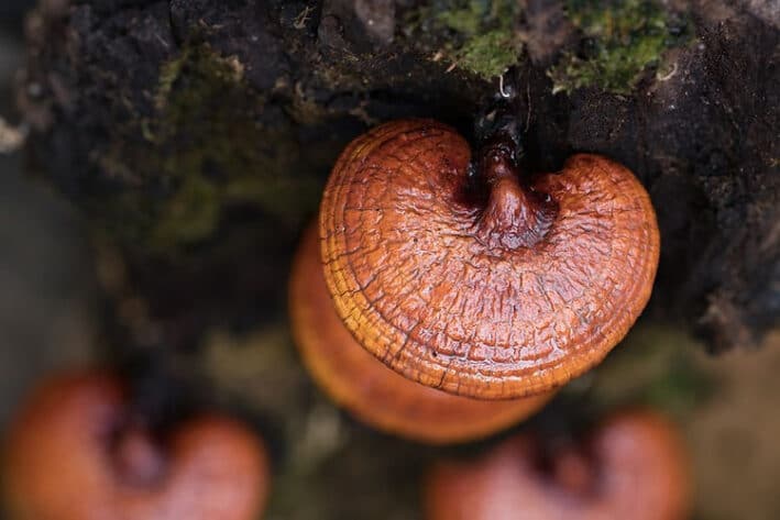 Colonized Mushroom Culture On Agar Plate | Reishi | Ganoderma steyaertanum 2 Photo Showing Reishi Mushroom Fruiting on a tree