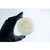 Agar petri dish MEA School Science Fun Project - Stage 1 Contamination.
