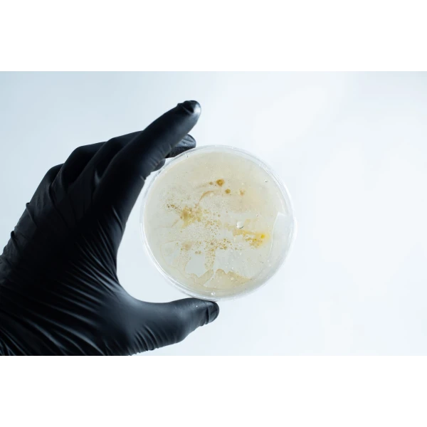 Agar petri dish MEA School Science Fun Project - Stage 1 Contamination.