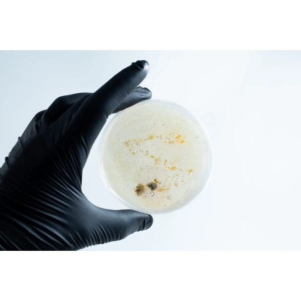 Agar petri dish MEA School Science Fun Project - Stage 2 Contamination