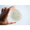 Agar petri dish MEA School Science Fun Project _Z_