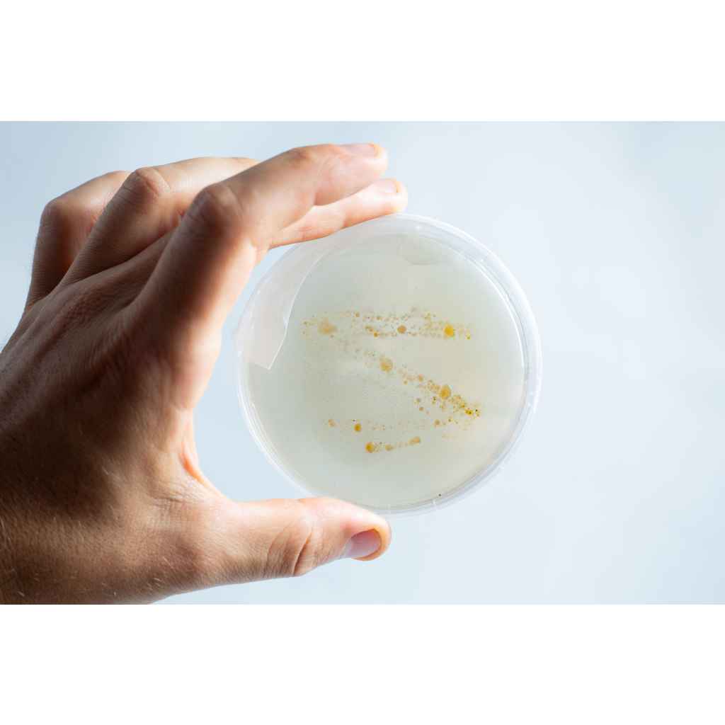 Start School Science Experiments With Agar Petri Dish Kit - Rootlab
