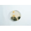Contaminated MEA Agar plate