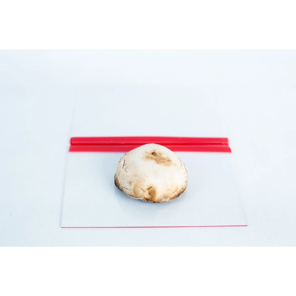 Glass Spore Print Slides booklet with mushroom 12.8cm X 8.5cm x 1mm