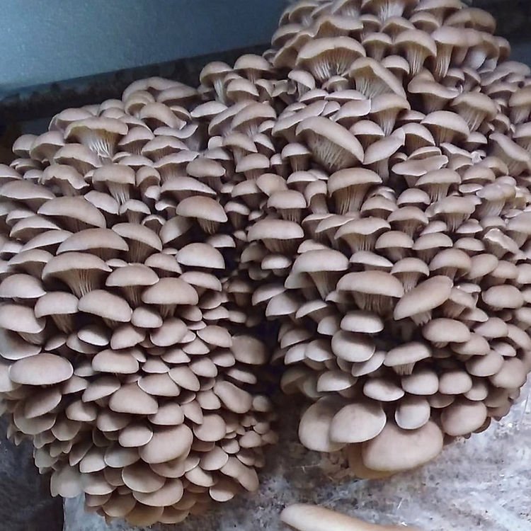 Colonized Mushroom Culture On Agar Plate | Princess of Pearl Oyster | Pleurotus ostreatus 2 Photo showing Princess pearl Oyster mushroom growing.