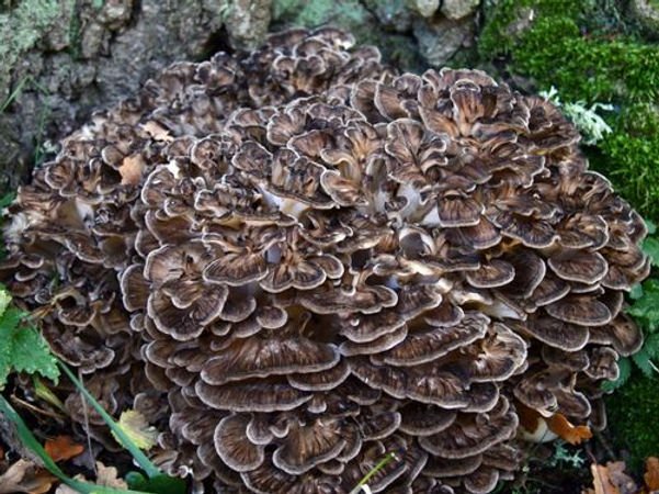 Colonized Mushroom Culture On Agar Plate | Maitake | Grifola frondosa 2 Photo Showing Maitake Mushroom Growing