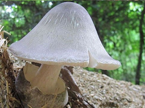 Colonized Mushroom Culture On Agar Plate | Paddy Straw | Volvariella volvacea 2 Photo Showing Paddy straw Mushroom Growing on a tree