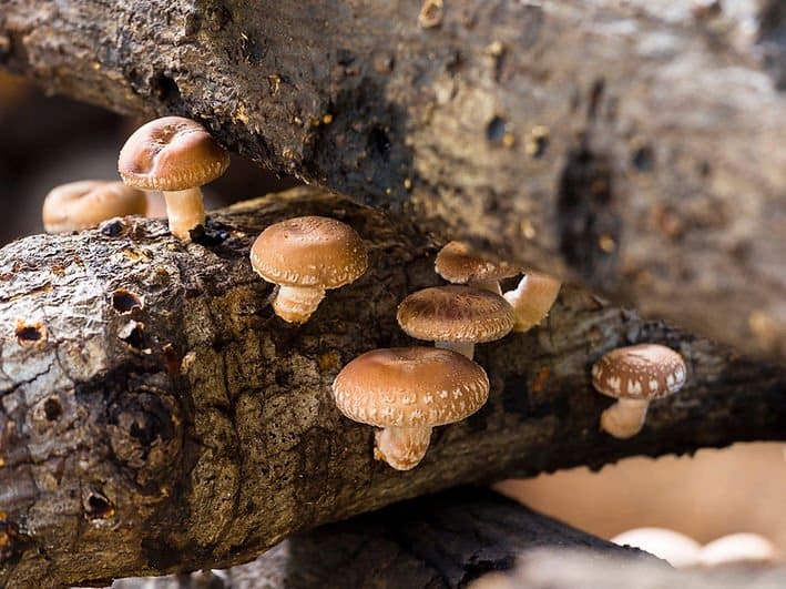 Colonized Mushroom Culture On Agar Plate | Shiitake – 5000 | Lentinula edodes 2 Photo Showing Shiitake 5000 Mushroom Growing on a tree