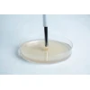 Transfer Agar with agar punching tool front view