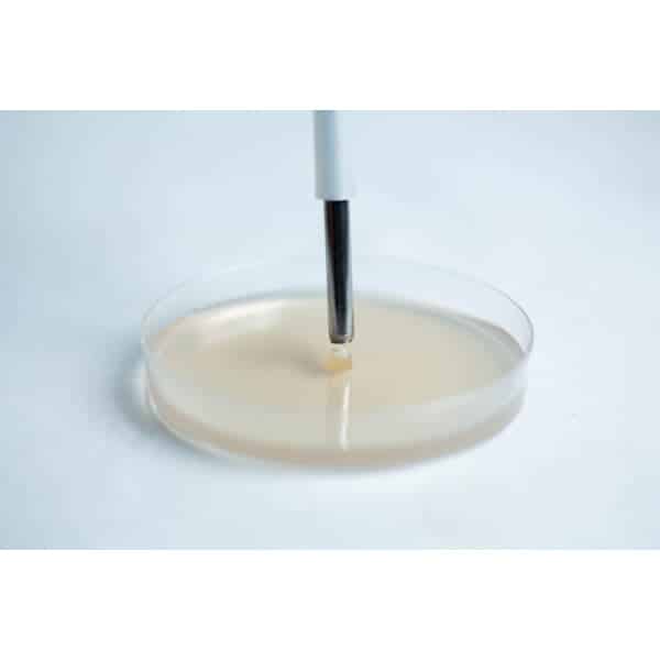 Transfer Agar with agar punching tool front view