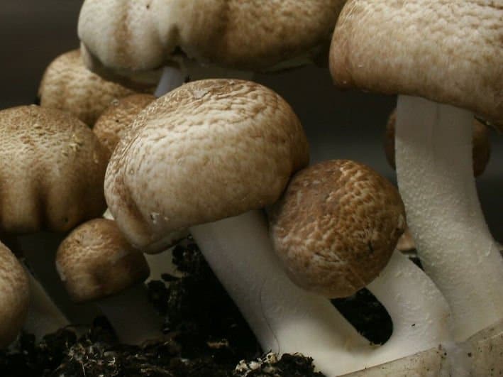 Colonized Mushroom Culture On Agar Plate | Almond Mushroom | Agaricus blazei 2 Photo Showing Almond Agaricus Blazei Mushroom Growing