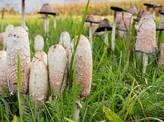 Colonized Mushroom Culture On Agar Plate | Shaggy Mane | Coprinus comatus 2 Photo Showing Shaggy Mane Mushroom Growing on Ground