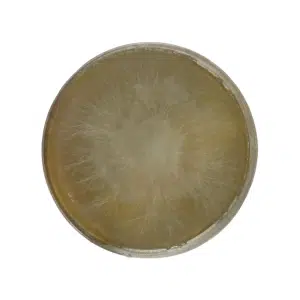 Colonised mushroom mycelium on agar plates in Species Almond