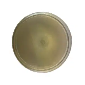 Colonised mushroom mycelium on agar plates in Species Enoki