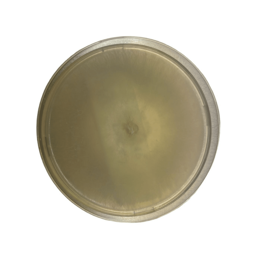 Colonized Mushroom Culture On Agar Plate | Enoki | Flammulina velutipes 1 Colonised mushroom mycelium on agar plates in Species Enoki