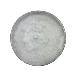 Colonised mushroom mycelium on agar plates King of Pearl