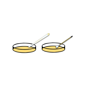 Make Agar Plates- Rootlab