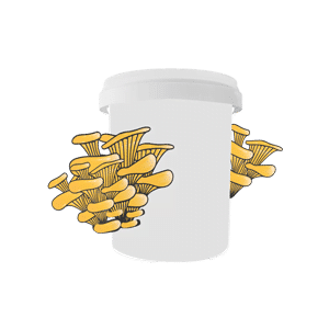 Mushroom in Bucket- rootlab