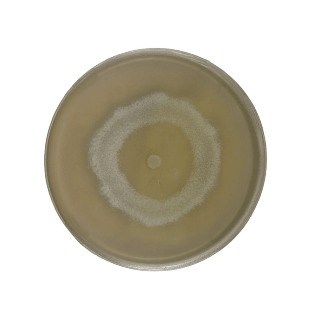 Colonized Mushroom Culture On Agar Plate | Paddy Straw | Volvariella volvacea 1 Colonised mushroom mycelium on agar plates Paddy Straw