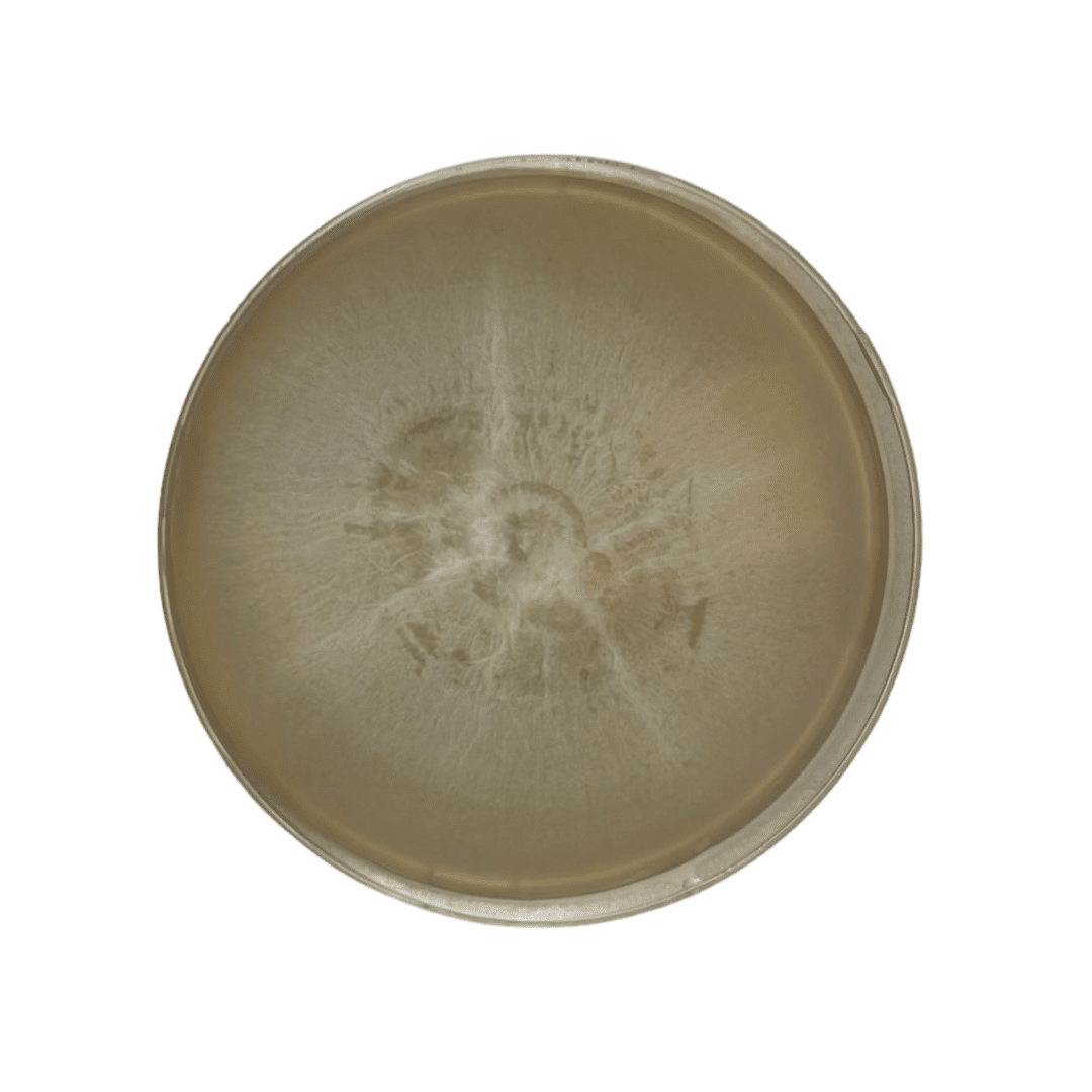 Colonized Mushroom Culture On Agar Plate | Portobello | Agaricus bisporus 1 Colonised mushroom mycelium on agar plates Portobello