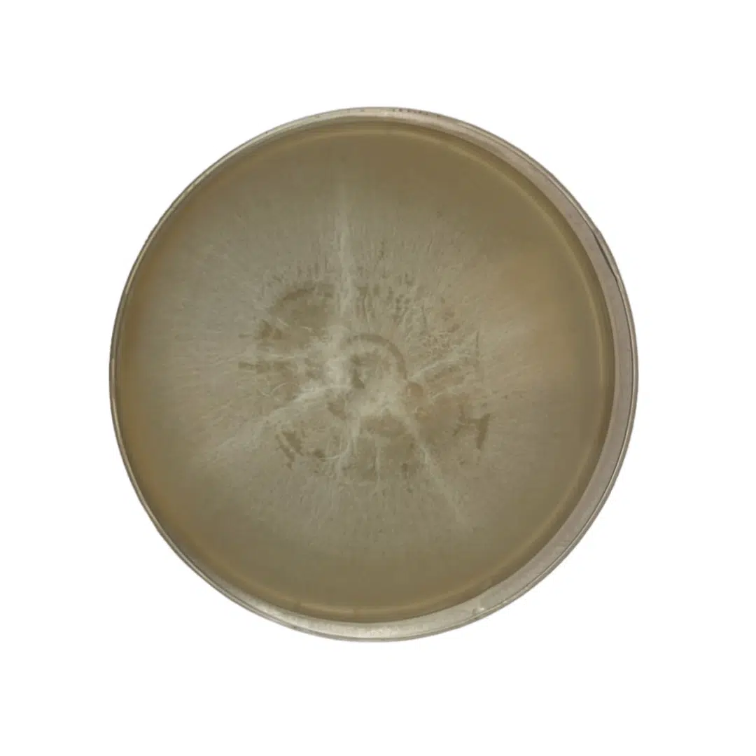 Colonised mushroom mycelium on agar plates Portobello