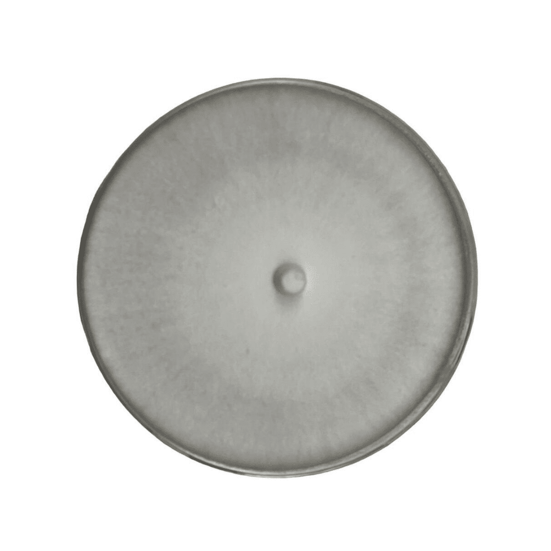 Colonized Mushroom Culture On Agar Plate | Reishi | Ganoderma steyaertanum 1 Colonised mushroom mycelium on agar plates Reishi