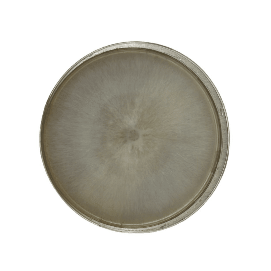 Colonized Mushroom Culture On Agar Plate | Swordbelt | Agrocybe aegerita 1 Colonised mushroom mycelium on agar plates Swordbelt