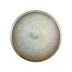 Colonised mushroom mycelium on agar plates Warm White