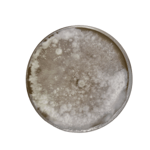 Maitake Colonised mushroom on agar plates after one month