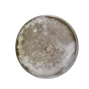 Maitake Colonised mushroom on agar plates after one month