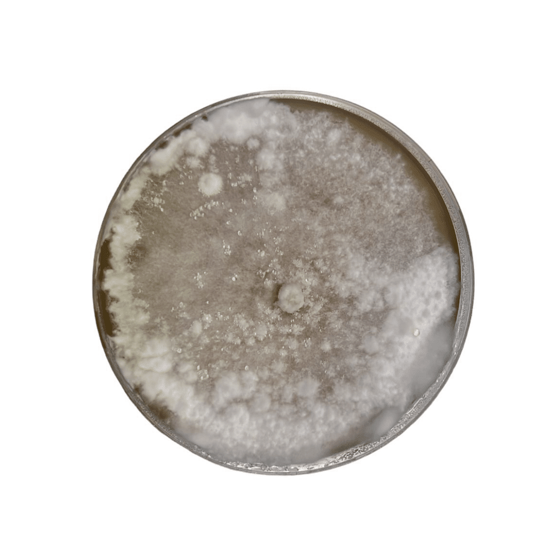 Colonized Mushroom Culture On Agar Plate | Maitake | Grifola frondosa 1 Maitake Colonised mushroom on agar plates after one month