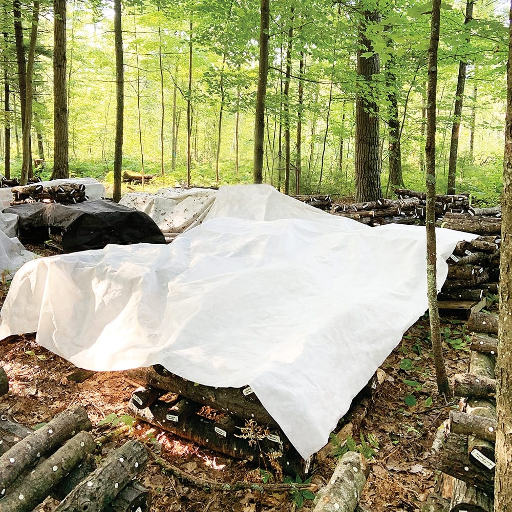 Light Log Blanket 4 light fruiting blanket unfolded