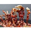 Monotub kit for Growing mushrooms- Max Yield Bin - Image 11