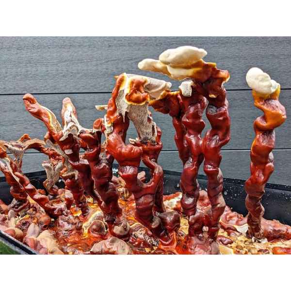Monotub kit for Growing mushrooms- Max Yield Bin - Image 11