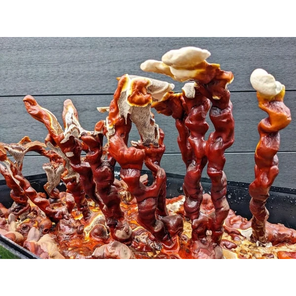 Monotub kit for Growing mushrooms- Max Yield Bin - Image 11