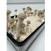 King Oyster Fruiting in Max Field