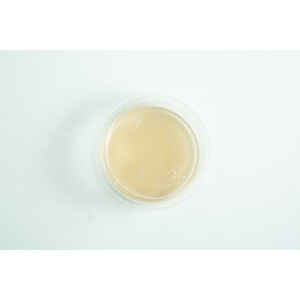 Biodegradabe Agar cup single up