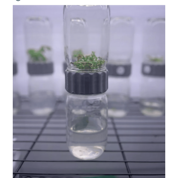 Plant Cell Biocoupler™ collar only (regular mouth) Glass Biocoupler with plants