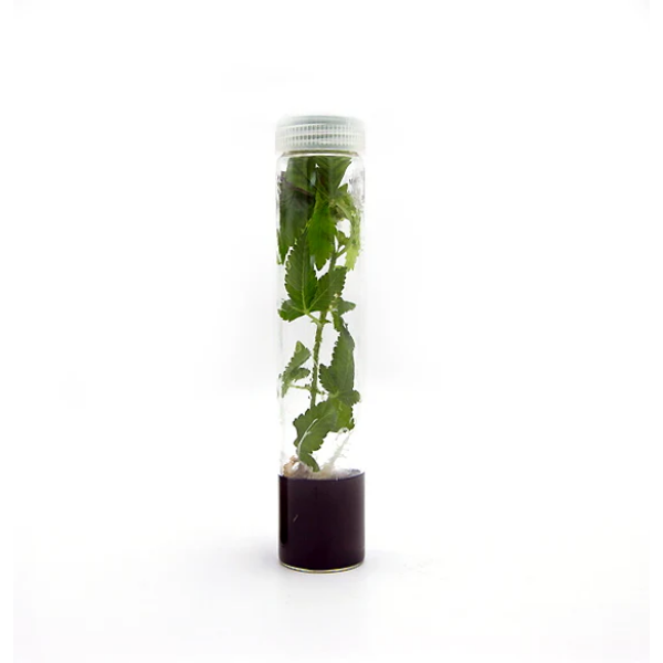 Plant Cell | Athena | Roots™ Tissue  Culture Media Box of 10 - Image 3