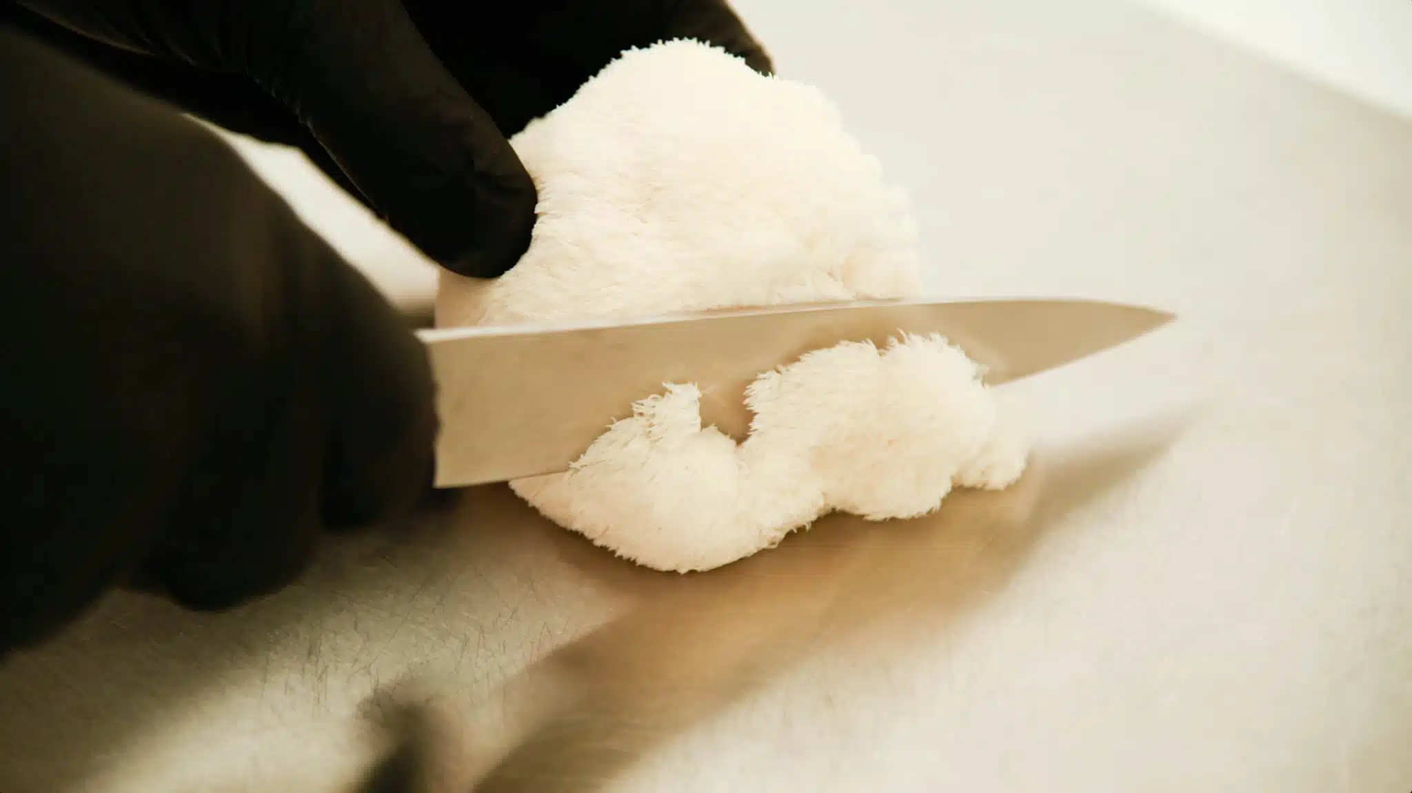 Australian grown Freeze Dried Lions Mane Mushroom (Powder) 3 A person wearing black gloves slices a white lion’s mane mushroom with a kitchen knife on a light-coloured surface.
