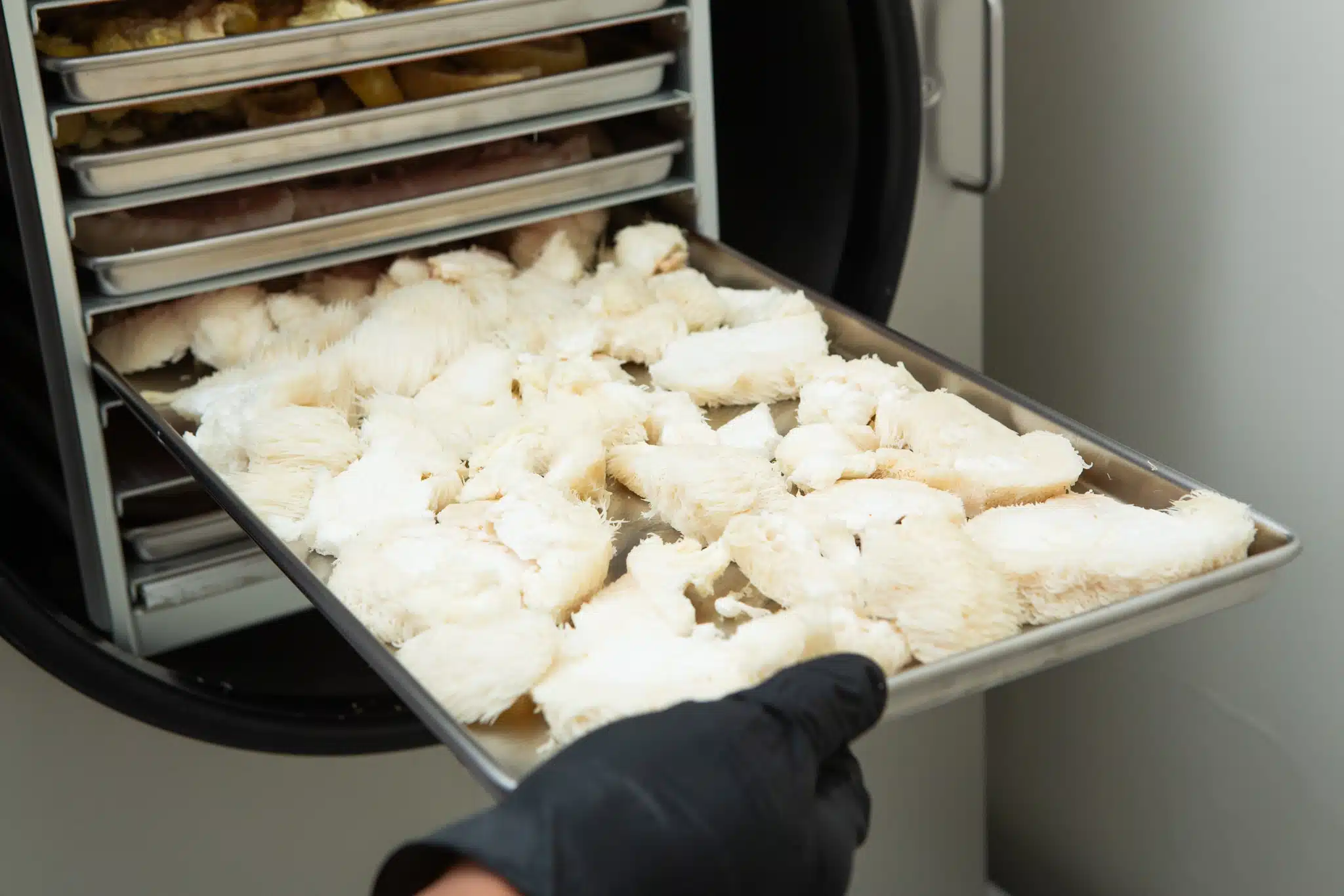 Australian grown Freeze Dried Lions Mane Mushroom (Powder) 2 A gloved hand pulls a metal tray of white, fibrous pieces of food, possibly mushrooms, from a multi-shelf freeze drier. Several other trays are visible inside the machine.