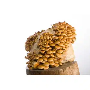 Colonised Mushroom Culture On Agar Plate featuring Shaggy Mane (Coprinus comatus) showcases clusters of brown mushrooms, ideal for cultivation—a fascinating display of mushroom culture.
