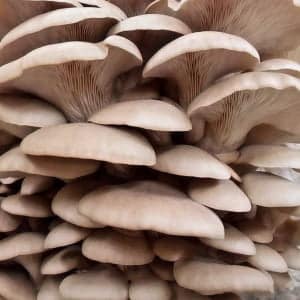 A dense cluster of Sajor Caju Oyster mushrooms (Pleurotus sojor caju) displays broad caps and textured gills, characteristic of Colonised Mushroom Culture On Agar Plate.