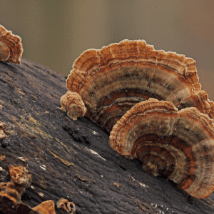 A close-up of Colonised Mushroom Culture On Agar Plate, Golden Enoki (Flammulina velutipes), showcases rich growth—ideal for mushroom culture enthusiasts. The blurred background features soft neutral tones.