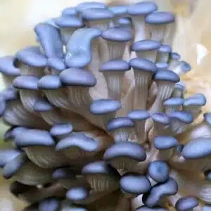 A cluster of Wine Cap mushrooms, grown from Colonised Mushroom Culture on Agar Plate (Stropharia rugosoannulata), features reddish-brown caps and thick stems. These mushrooms grow closely together, creating a striking layered display.