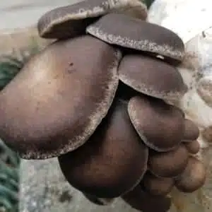 A cluster of dark brown Ganoderma steyaertanum (Reishi) mushrooms, from a Colonised Mushroom Culture on Agar Plate, grows together on a light surface with blurred green foliage in the background.