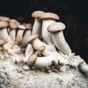 Colonised Mushroom Culture On Agar Plate | Shiitake – 3782 (Lentinula edodes): Dense cluster of shiitake mycelium growing on nutrient agar, ideal for home cultivation and research.