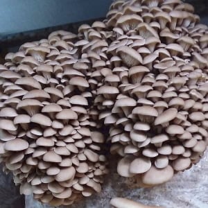 Clusters of Paddy Straw mushrooms (Volvariella volvacea) from colonised culture on agar plate form overlapping caps with hidden stems, showcasing advanced mushroom cultivation in this premium product.